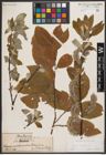 Foto von Salix caprea L.